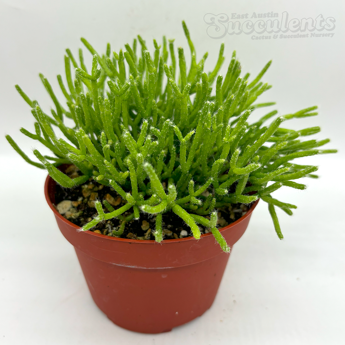 East Austin Succulents Rhipsalis cereuscula Coral Cactus
