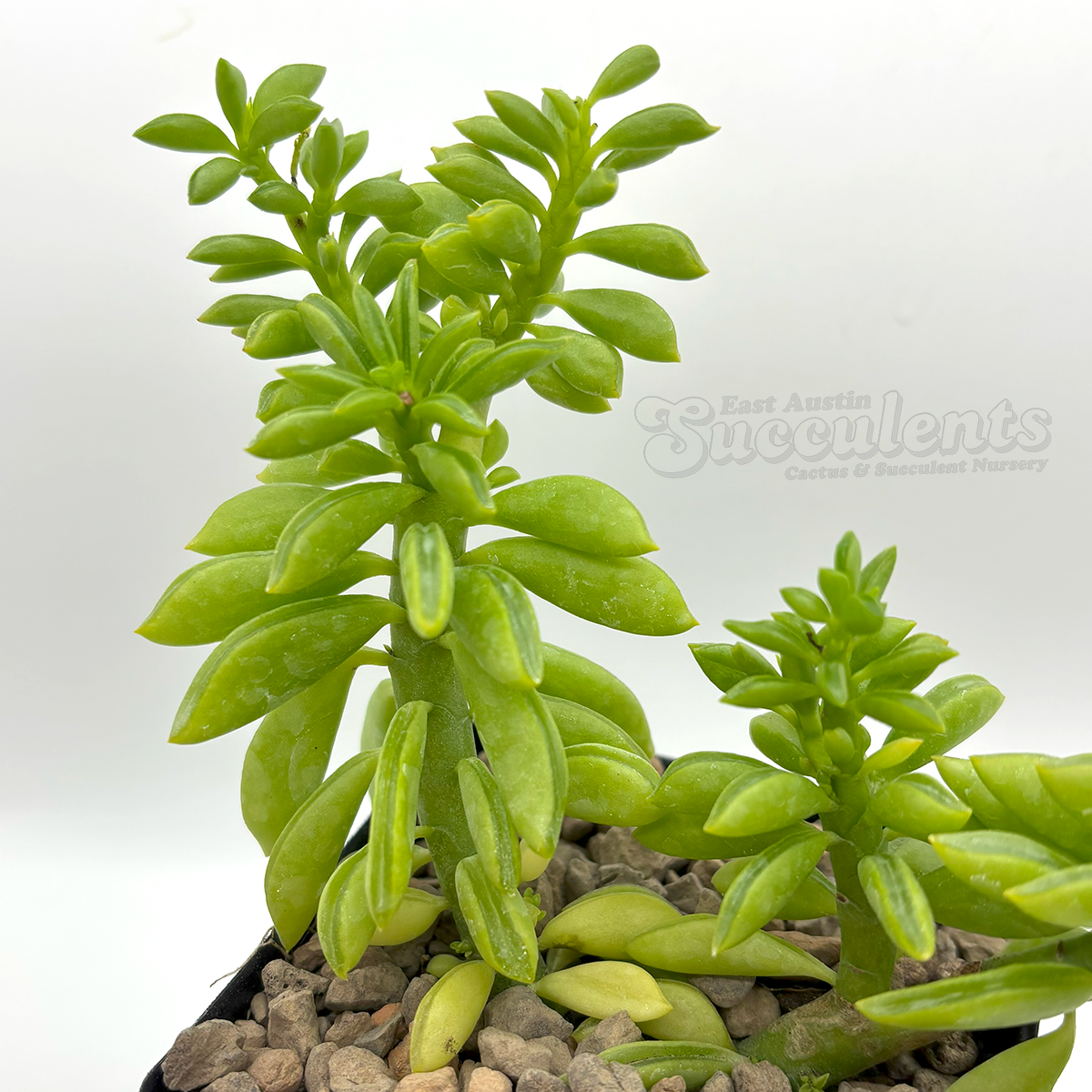 Peperomia ferreyrae hybrid