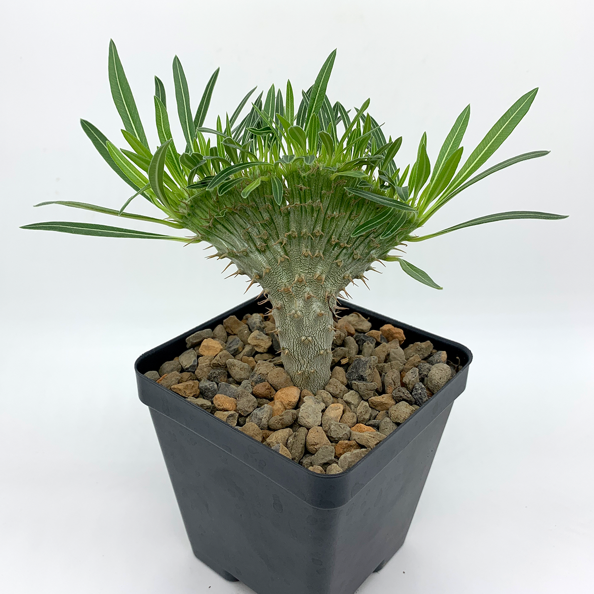 OZWRT Pachypodium Graciliphant グラキリファン OZWRT OZWRT Pachypodium Graciliphant グラキリファン オズワート SS