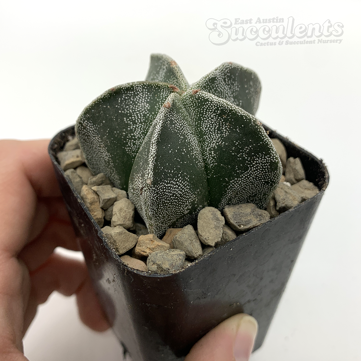 Astrophytum myriostigma hybrid (4 or 5 sided)