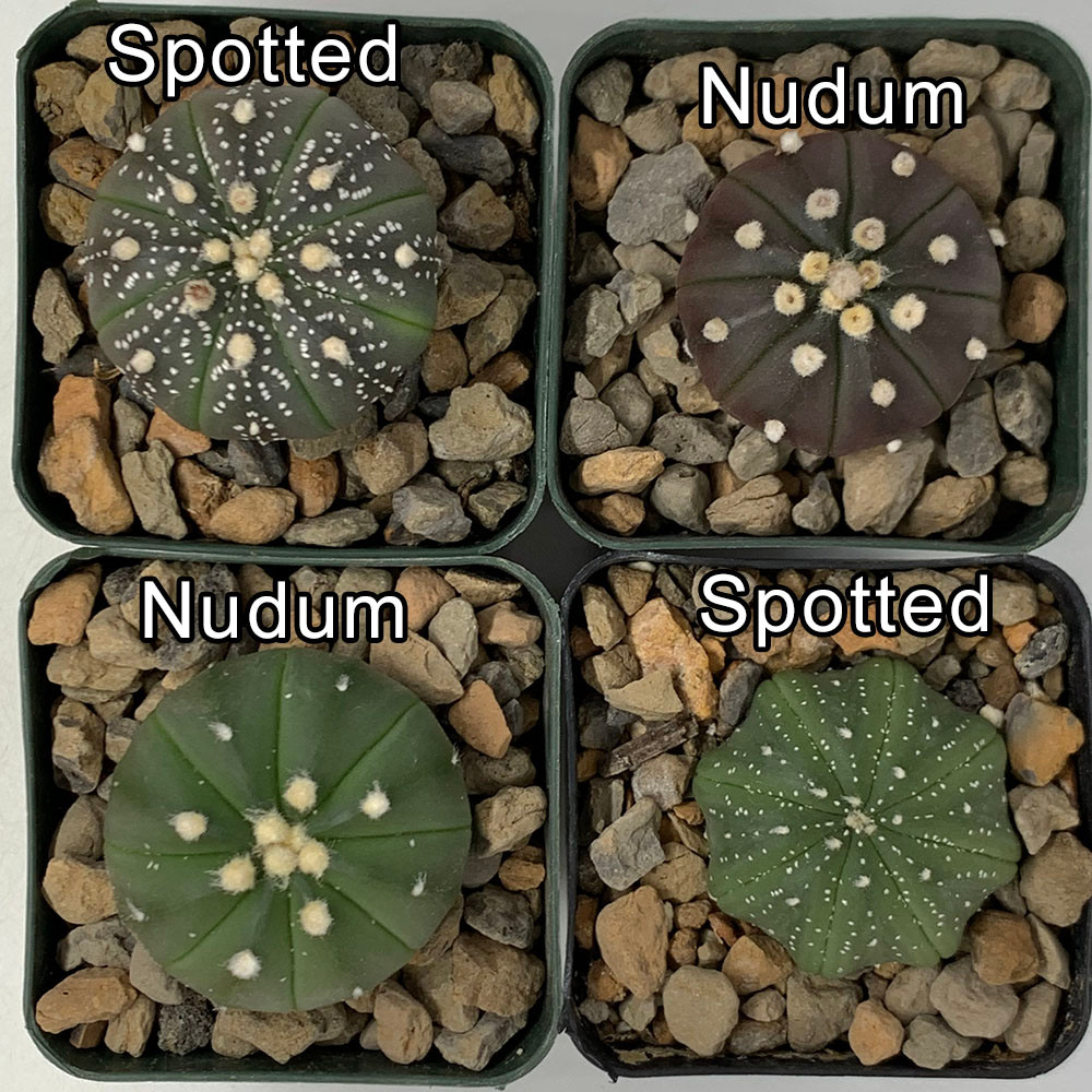 Astrophytum asterias hybrids