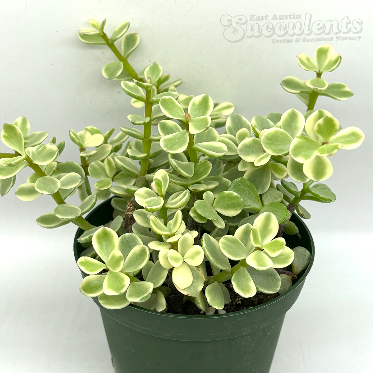 Portulacaria afra variegata