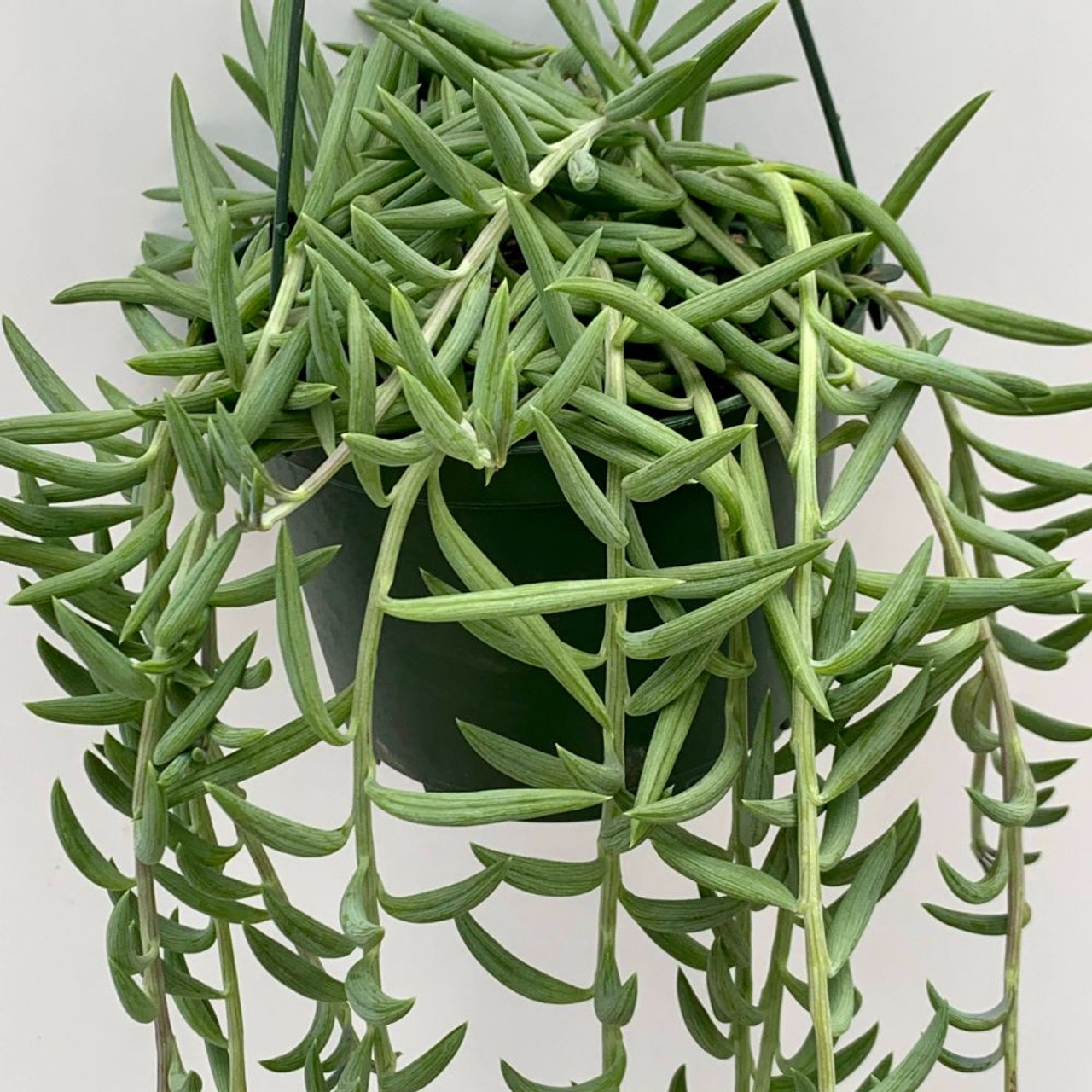 Senecio radicans 'Fish Hooks' [XL]