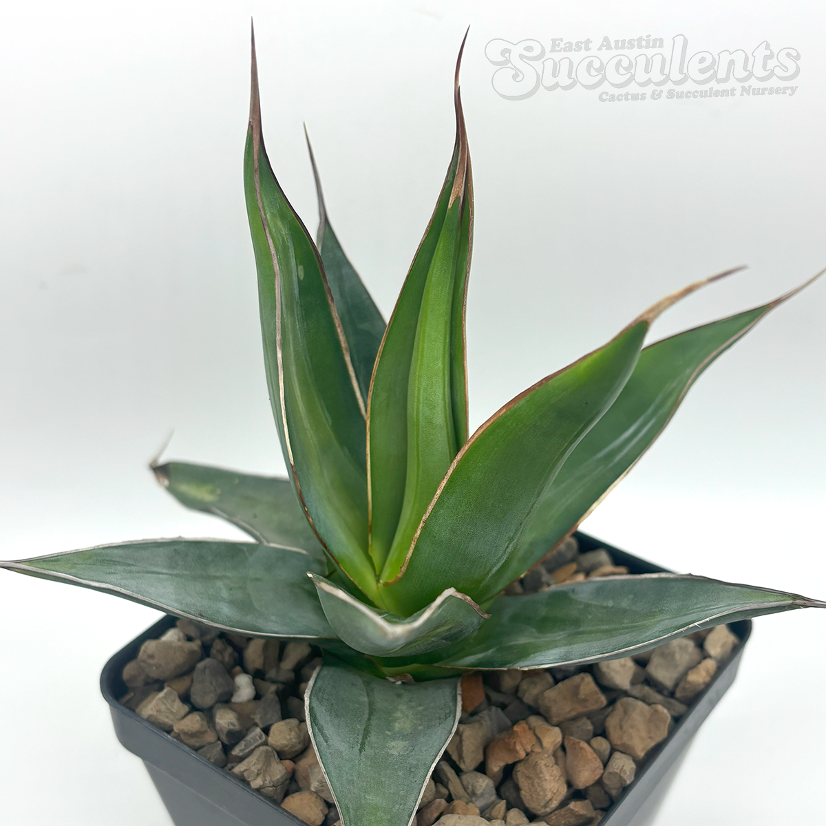 Agave impressa
