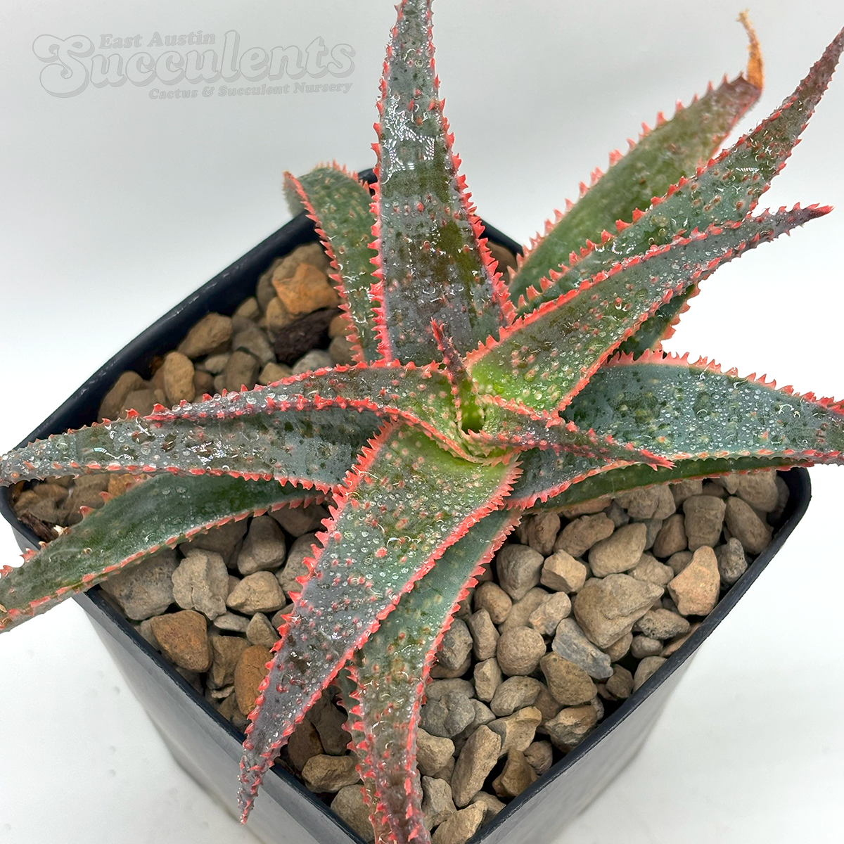 Aloe 'Christmas Carol'