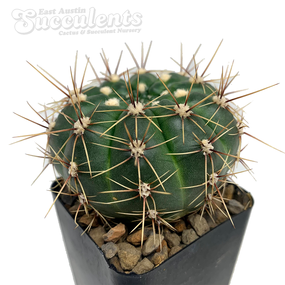 Gymnocalycium reductum var. schatzlianum