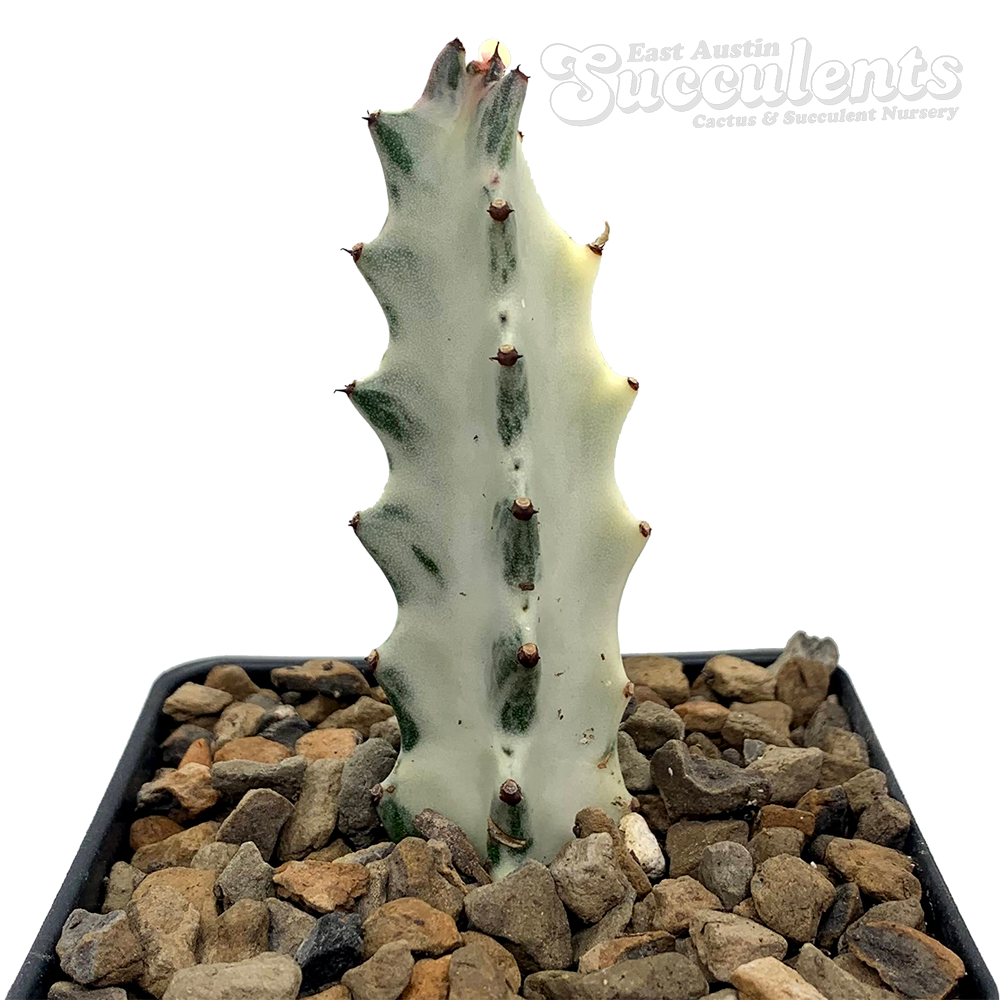 Euphorbia lactea 'White Ghost'