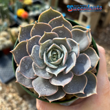 Echeveria Care Guide: Everything You Need to Know About Growing These Stunning Succulents