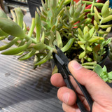 Propagating Succulents