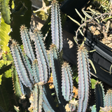 Winter Care Guide for Cacti and Succulents: Keep Your Plants Thriving