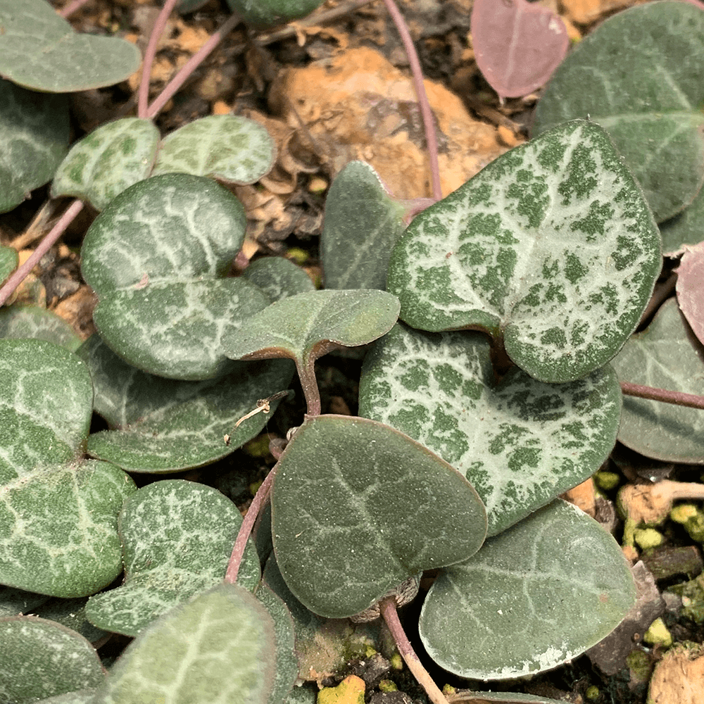 East Austin Succulents