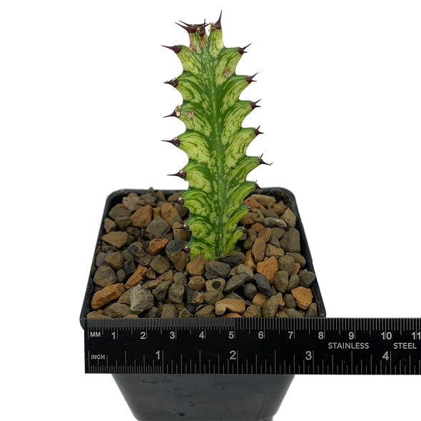 Euphorbia mayurnathanii variegata [Small] for sale at East Austin Succulents
