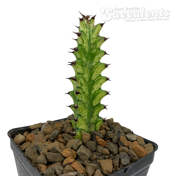 Euphorbia lacei variegata [Small] for sale at East Austin Succulents