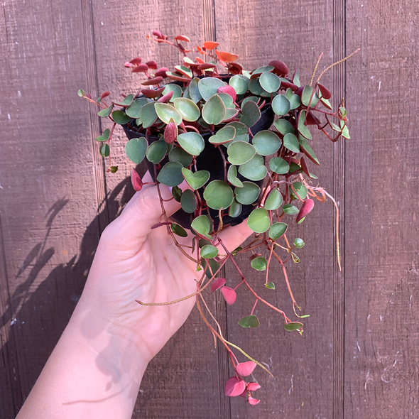 Peperomia rotundifolia 'Ruby Cascade'