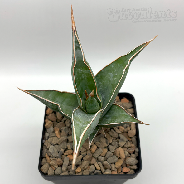 Sansevieria pinguicula 'Walking Sansevieria'