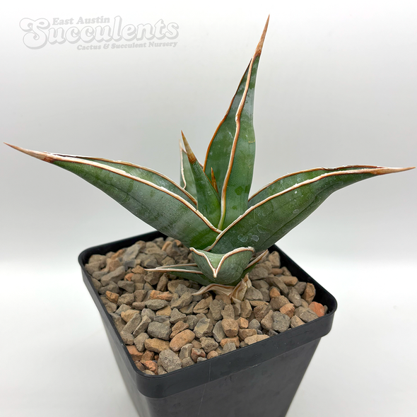 Sansevieria pinguicula 'Walking Sansevieria'