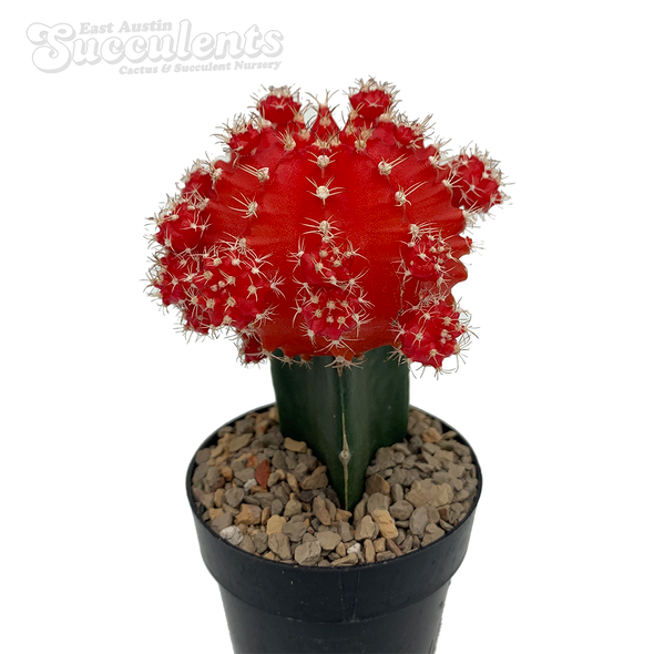Moon Cactus - Red