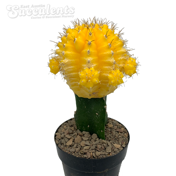 Moon Cactus - Yellow