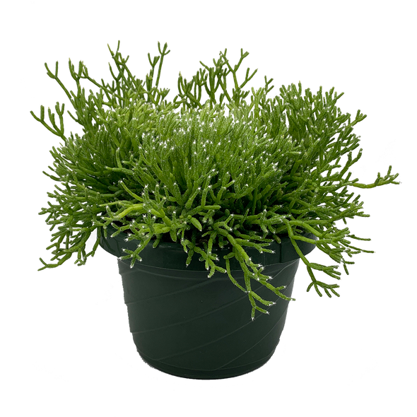 Rhipsalis cereuscula “Coral Cactus” [XL]