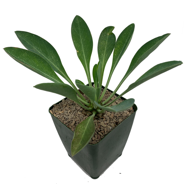 Euphorbia bupleurifolia "Pine Cone Plant"