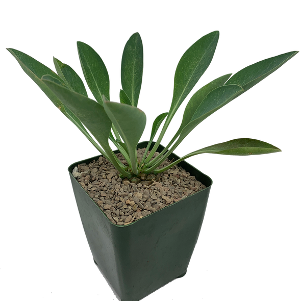 Euphorbia bupleurifolia "Pine Cone Plant"
