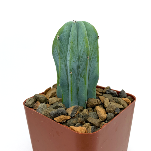 Myrtillocactus geometrizans
