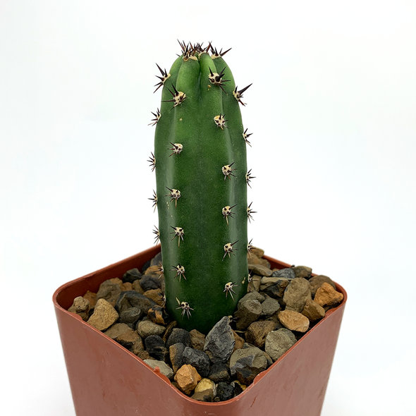 Harrisia jusbertii