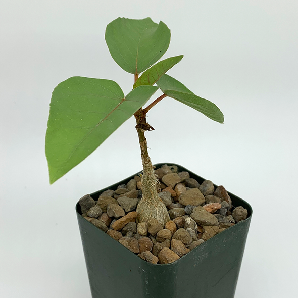Ficus palmeri [Small]