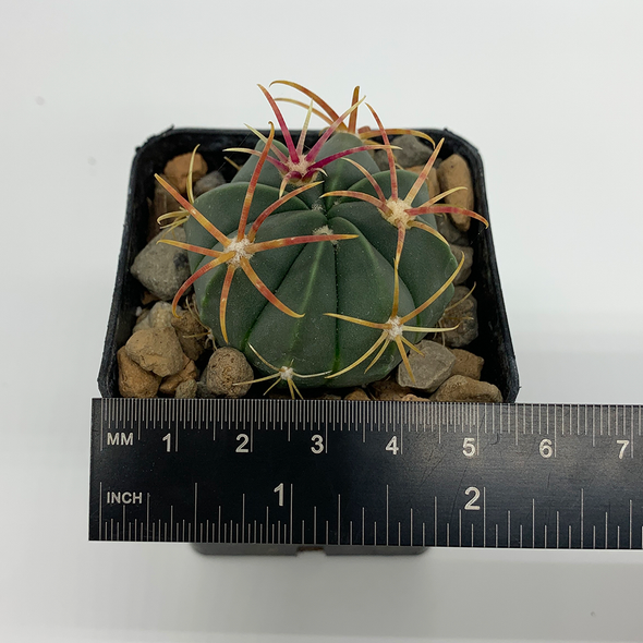 Ferocactus macrodiscus