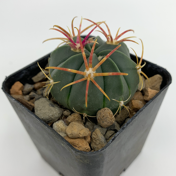 Ferocactus macrodiscus