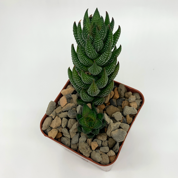 Haworthiopsis reinwardtii
