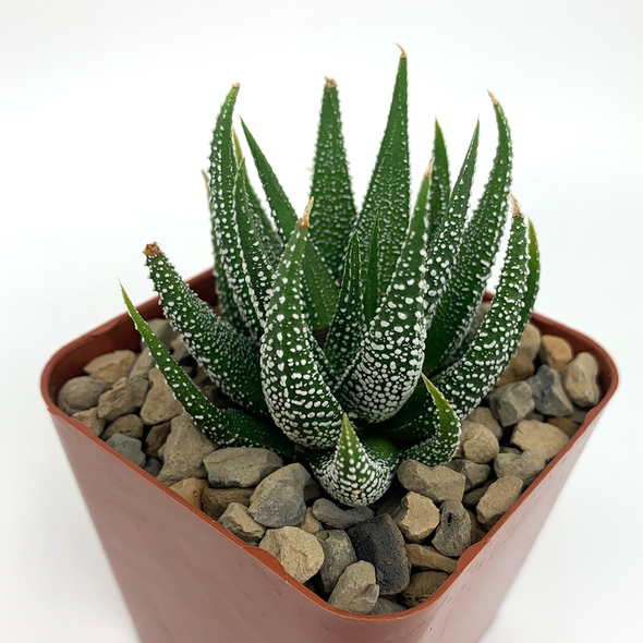 Haworthia concolor