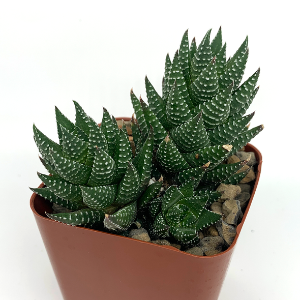 Haworthia coarctata