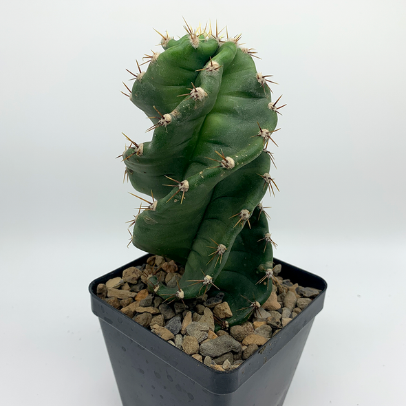 Cereus forbesii 'Spiralis' [Small]