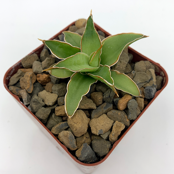 Sansevieria arborescens