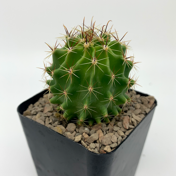 Hamatocactus setispinus