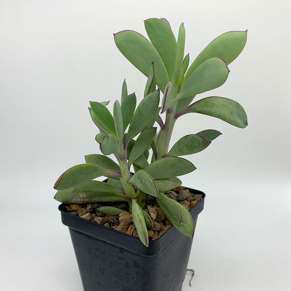 Senecio crassissimus for sale at East Austin Succulents