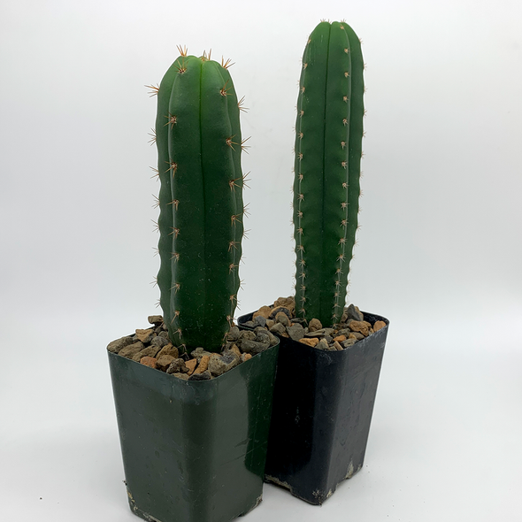 Trichocereus Mystery Twin Pack [Medium] for sale at East Austin Succulents