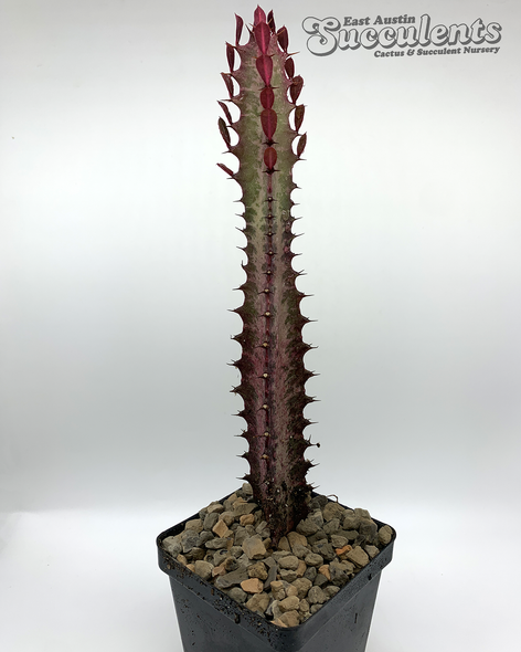 Euphorbia trigona 'Rubra' [Large]