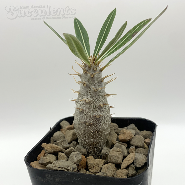 Pachypodium gracilius monstrose [Small]