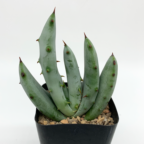 Aloe gerstneri for sale at East Austin Succulents