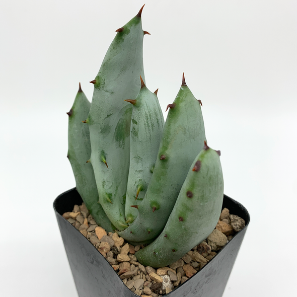 Aloe gerstneri for sale at East Austin Succulents