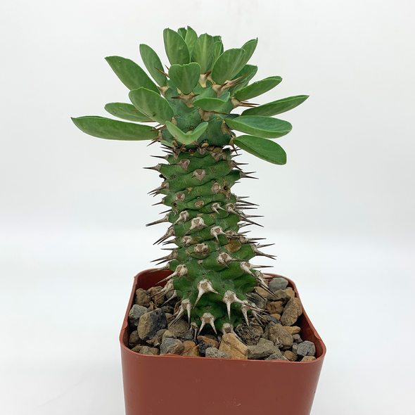 Euphorbia venenifica x groenweldii for sale at East Austin Succulents