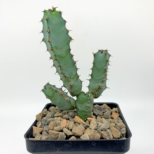 Euphorbia coerulescens for sale at East Austin Succulents