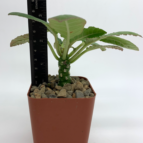 Dorstenia hybrid for sale at East Austin Succulents