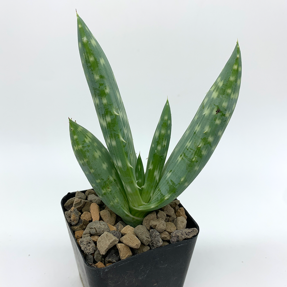 Aloe gariepensis for sale at East Austin Succulents