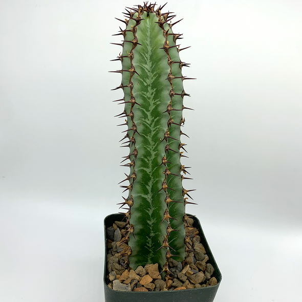 Euphorbia confinalis ssp. rhodesia