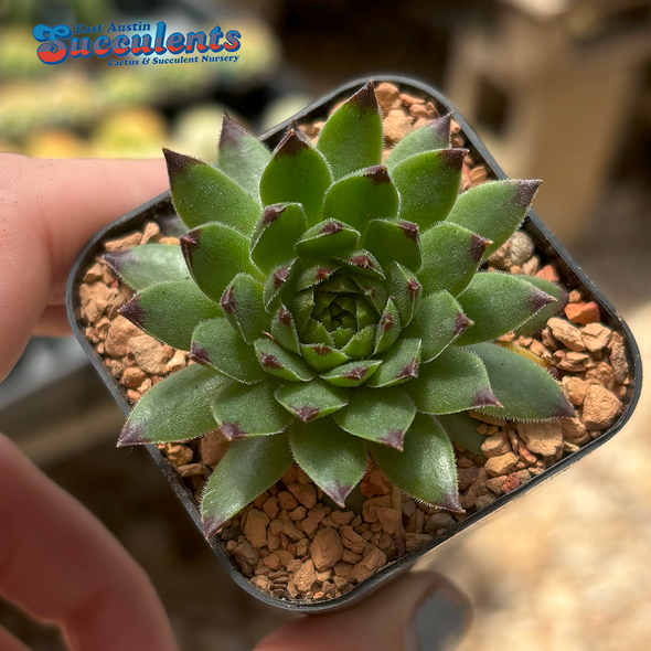 Sempervivum 'Pacific Hazy Embers' for sale at East Austin Succulents