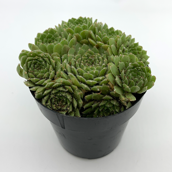 Sempervivum 'Hens & Chicks' [Cluster] for sale at East Austin Succulents