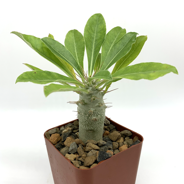 Pachypodium saundersii for sale at East Austin Succulents